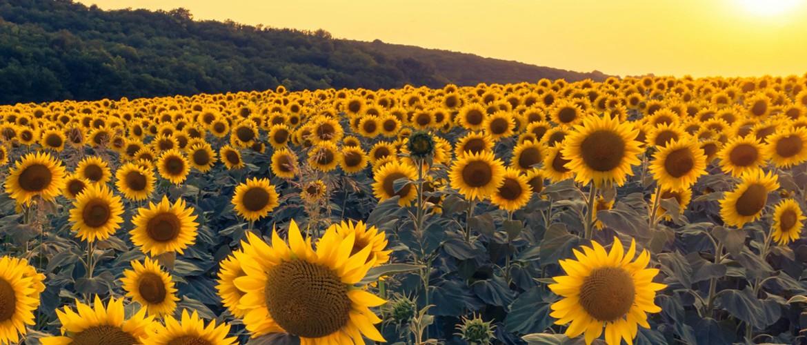 zonnebloemen